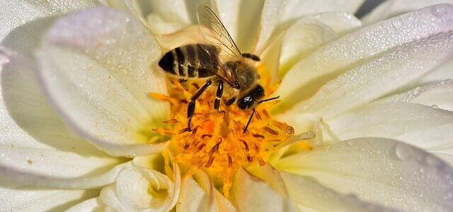 Как да опазим пчелите от болести и отравяния през месец април ?