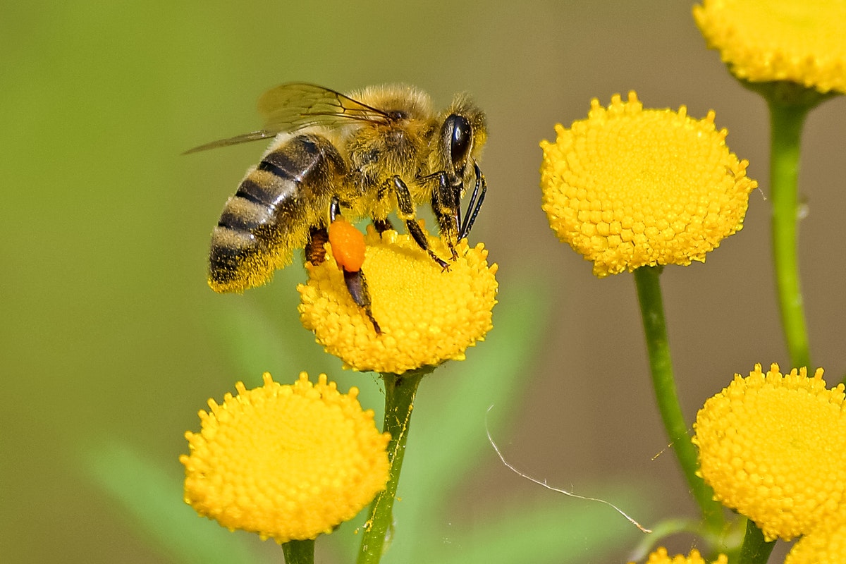 Как да се грижим за пчелите през Април 