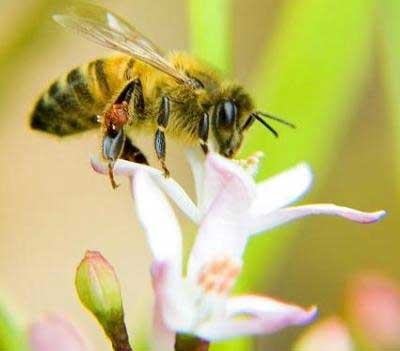 Пчелите са жизнено важни за оцеляването на хоратаПрочети още на: Пчелите са жизнено важни за оцеляването на хората