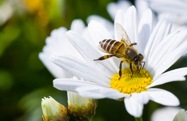 Грижи за пчелите през май-особености при роенето