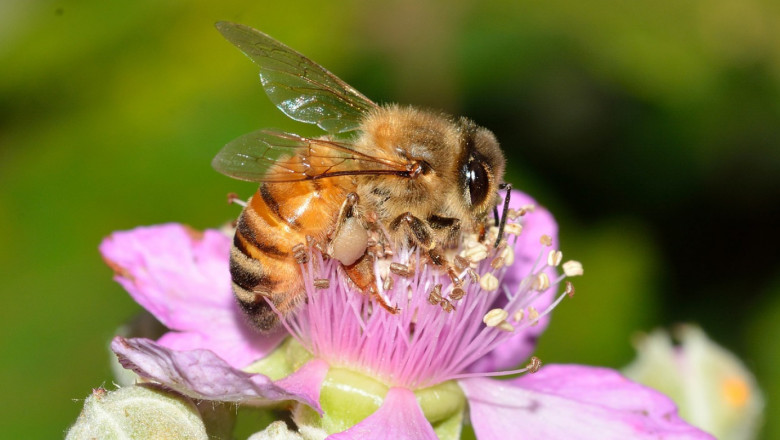 Паралич и черна болест при пчелите