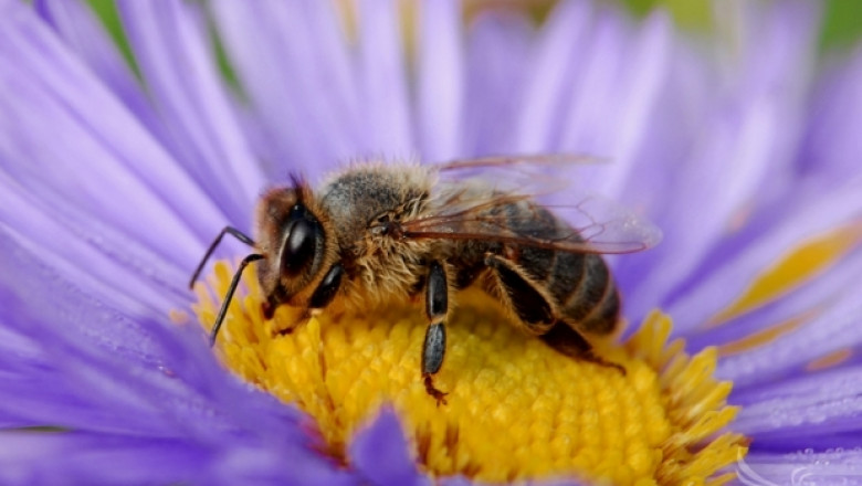 Защо март е най-критичният месец за пчелите?