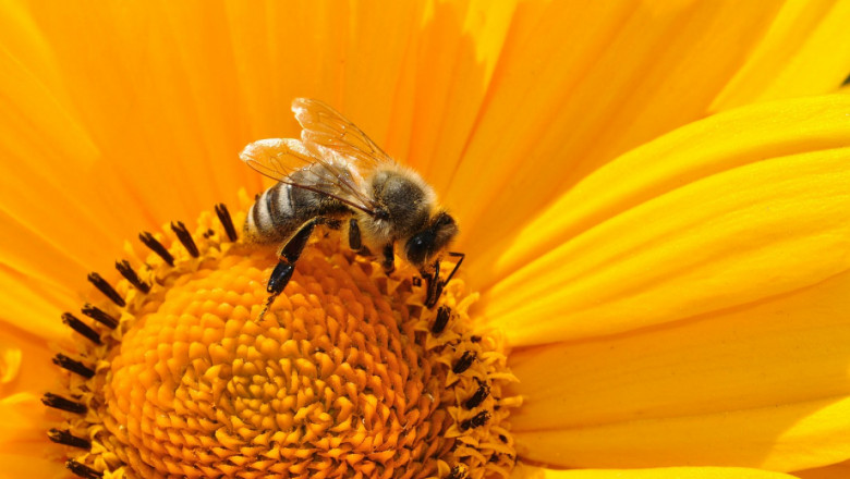 Как да се грижим за пчелите през месец Май