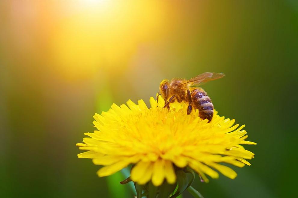 Грижи за пчелите през май – Използване на акациевата паша