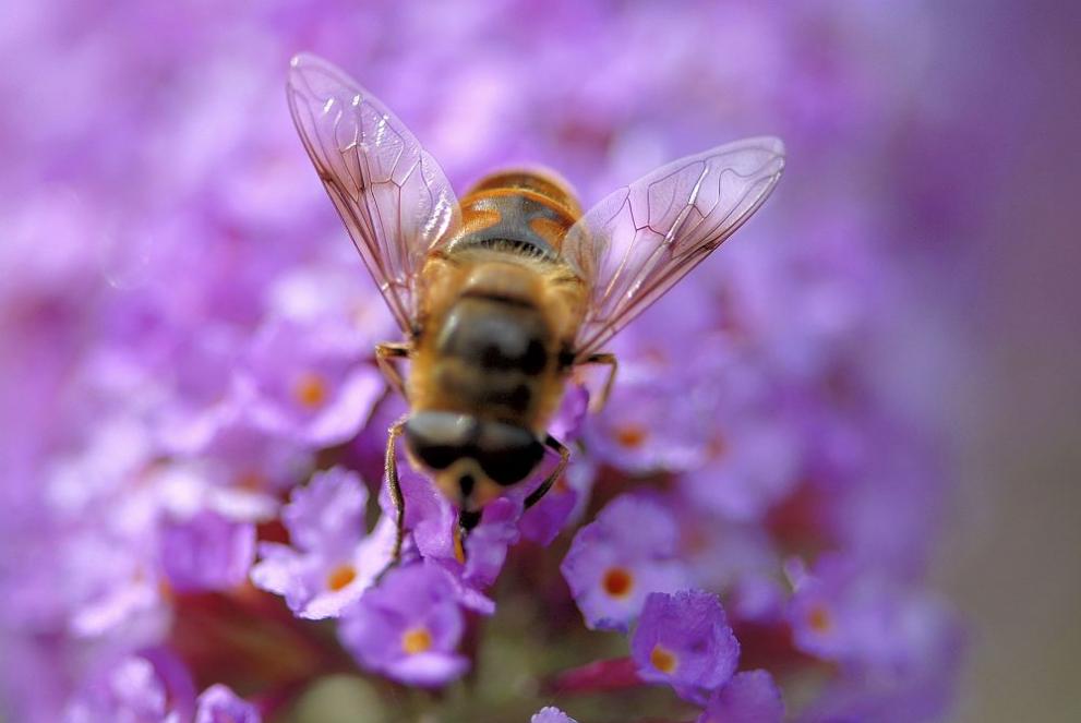 Белтъчно недохранване на пчелите – проблем с решение