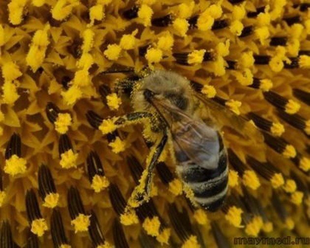 Как да се грижим за пчелите през Март – полезни съвети