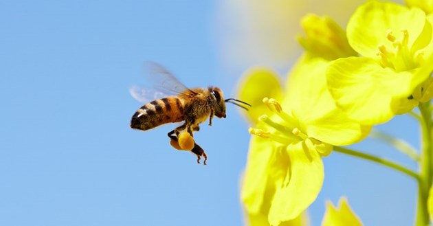 Работа на пчелина през април
