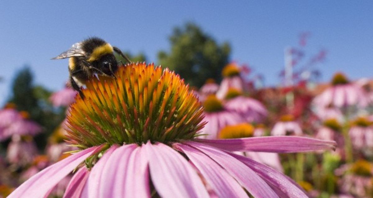 Как да се грижим за пчелите през Юли 