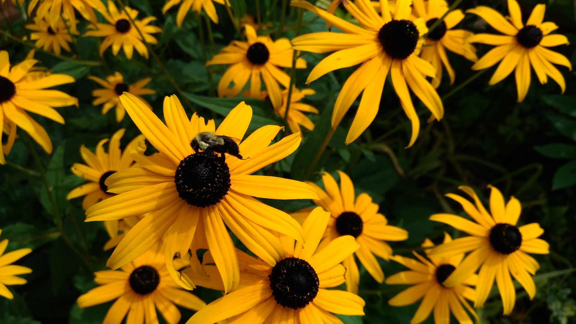Седем цветя, които привличат пчелите и спомагат за спасяването им