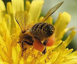 Кой пчелен мед е по-хубав за консумация - течен или захаросан?