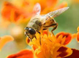 Форуми за пчеларството 
