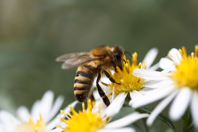 Основни принципи, свързани с подхранването на пчелите