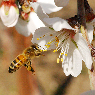 Какви видове мед има в зависимост от медоносните растения, от които пчелите събират нектар