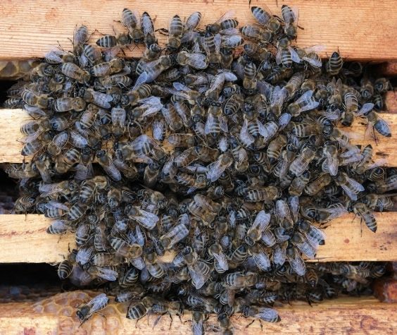 Зазимяване на пчелите и зимно подхранване на пчелните семейства. Грижи за пчелите през зимата.