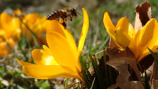 Как да се грижим за пчелите през Март 